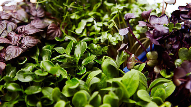 SysBioSim and Koppert Cress - Healthy living, one bite at a time