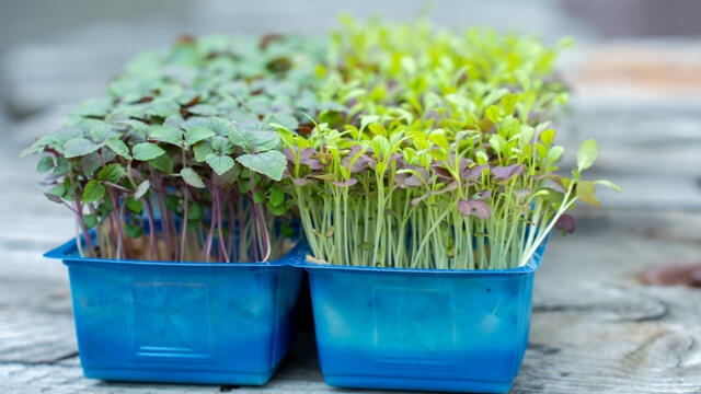 Koppert Cress introduces two new cresses: Bicolor Mustard Cress and Shiso Bicolor