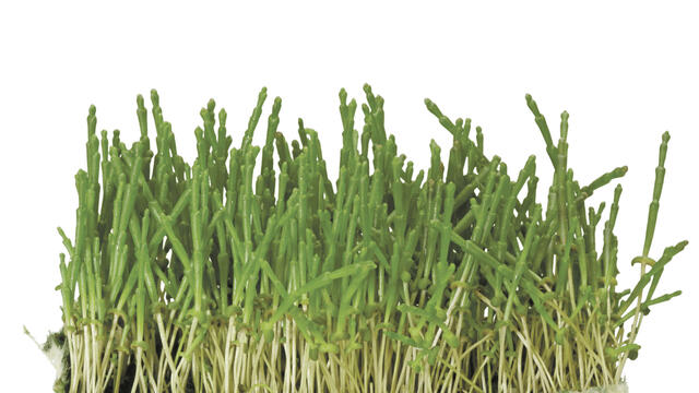 Salicornia Cress