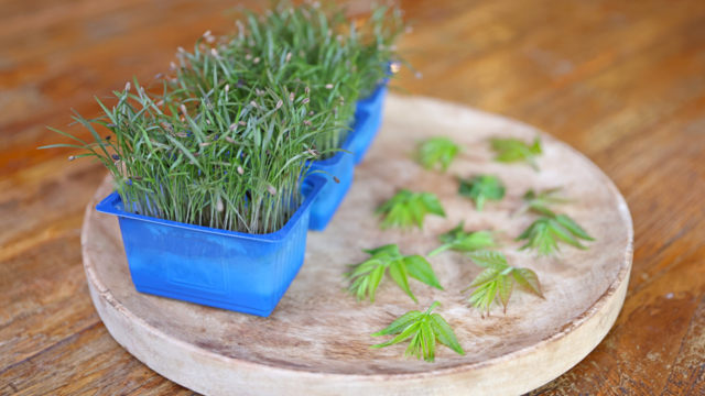 Koppert Cress launches Tahoon® Tops and Olympia Cress: A new dimension of flavour