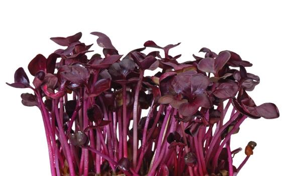 La Cour d'appel reconnaît le brevet des germes de radis violets