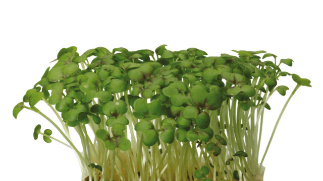 Mustard Cress