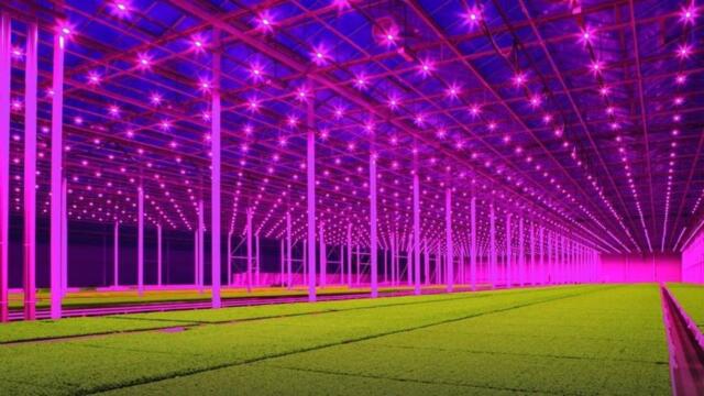 Koppert Cress zoekt Groene Vingers