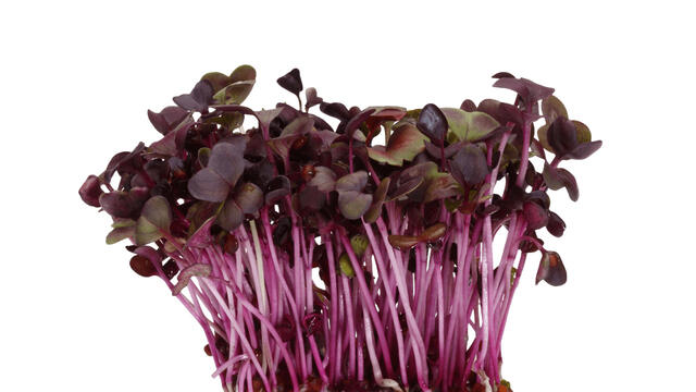 Sakura Cress®