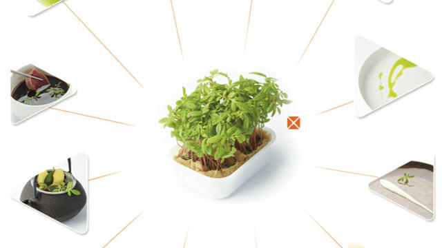 Aclla Cress®: Zoveel meer dan alleen garneren!