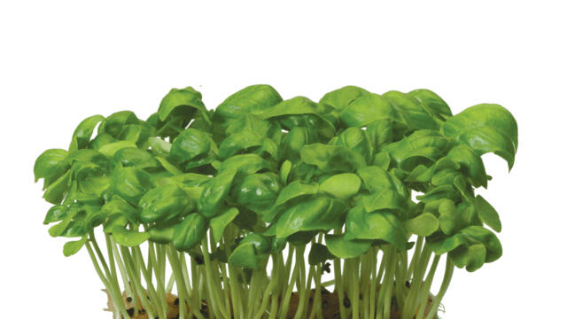 Basil Cress